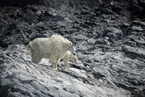 Adversity Prints: Mama mountain goat and her kid find their footing at Gloomy Knob, Glacier Bay