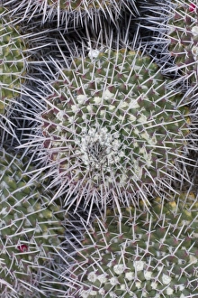 Frank Zurey Prints: Mammillaria carnea, From Central Mexico, Desert Botanical Garden, Phoenix, Arizona, USA