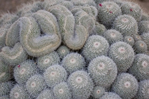 Frank Zurey Prints: Mammillaria spinosissima, From Central Mexico, Desert Botanical Garden, Phoenix, Arizona