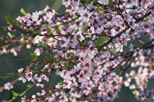 Images Dated 1st April 2009: Mammoth Cave National Park, Kentucky, USA. Pink blossoms near the Green River