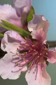 Mammoth Cave Prints: Mammoth Cave National Park, Kentucky, USA. Pink blossoms near the Green River