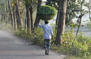 Dhaka Division Prints: Man carrying a basket of grass on the head, Dhaka, Bangladesh