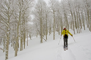 Sport Prints: Man climbing through rimed aspen trees in a snow storm near Gobblers Knob
