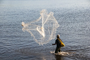 Back Prints: Man netfishing in the harbour of Apia, Upolo, Samoa, South Pacific