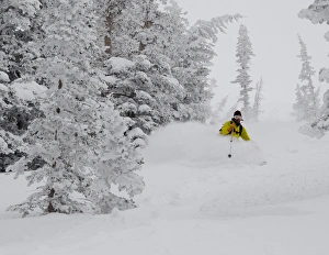 Sport Prints: Man skiing through rimed aspen and evergreen trees in a snow storm near Gobblers Knob