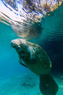 Manatee Swimming in clear water of Crystal River, Florida