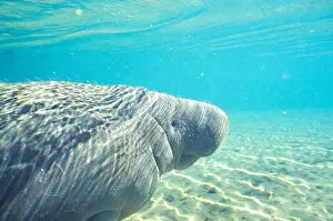 Images Dated 20th April 2006: Manatee, Tichechus Manatus