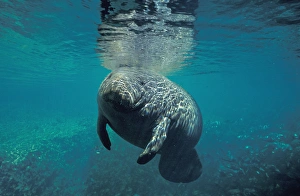 Images Dated 20th April 2006: Manatee, Tichechus Manatus
