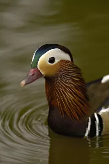 Mandarin Duck (Aix galericulata) CAPTIVE Slimbridge Wildfowl and Wetlands Trust
