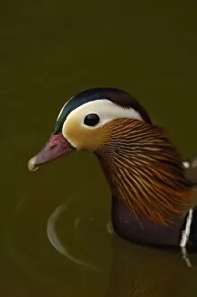 Images Dated 14th May 2006: Mandarin Duck (Aix galericulata) Slimbridge Wildfowl and Wetlands Trust SW England