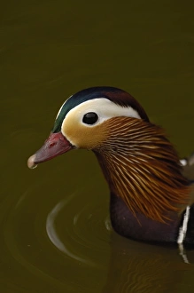 Images Dated 14th May 2006: Mandarin Duck (Aix galericulata) Slimbridge Wildfowl and Wetlands Trust SW England