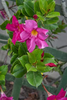 Mandevilla, Mexican love vine
