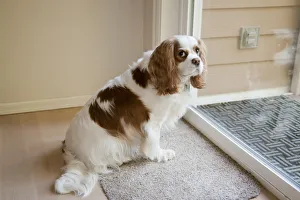 Janet Horton Prints: Mandy, a Cavalier King Charles Spaniel, waiting by a sliding glass door to be let out