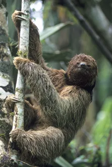 Maned Sloth (Bradypus torquatus) Endangered, Atlantic Forest, Brazil