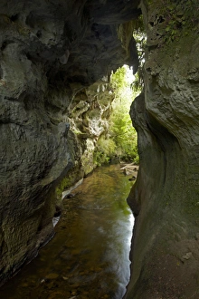 Waikato Region Prints: Mangapohue Natural Bridge, Waitomo District, Waikato, North Island, New Zealand