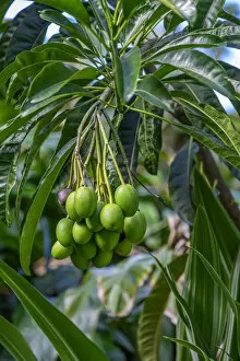 Floral & Botanical Collection: Mango fruit tree