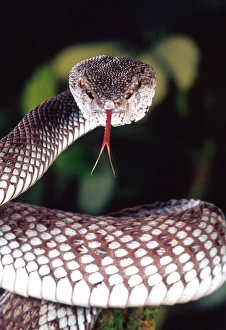 Images Dated 28th February 2007: Mangrove Pit Viper Trimeresurus purpureomaculatus Native to Eastern India