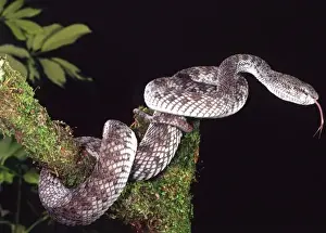 Viper Prints: Mangrove Pit Viper, Trimeresurus purpureomaculatus, Native to Southern India, South Burma