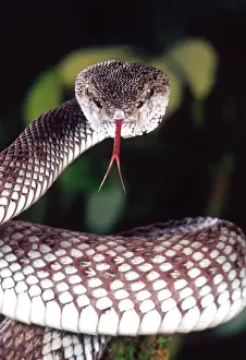 Viper Prints: Mangrove Pit Viper Trimeresurus purpureomaculatus Native to Eastern India