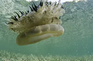 Mangrove Upsidedown Jelly (Cassiopea xamachana) BONAIRE, Netherlands Antilles