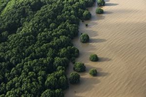 Mangroves Georgetown area GUYANA South America
