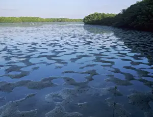 Mangroves at low tide, J. N. Ding Darling National Wildlife Refuge, Sanibel Island