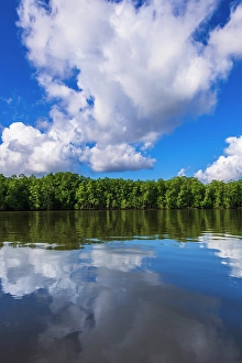 Costa Rica Prints: Mangroves along the Sierpe River