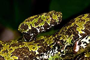 Images Dated 19th June 2010: Mangshans Viper, Zhaoermia mangshanensis, Native to China