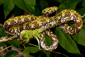 Viper Prints: Mangshans Viper, Zhaoermia mangshanensis, Native to China