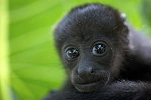 Images Dated 28th January 2009: Mantled howler monkey (Alouatta palliata)