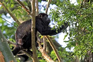 Mantled Howler Monkey (Alouatta palliata) male feeding on flowers of the Padauk