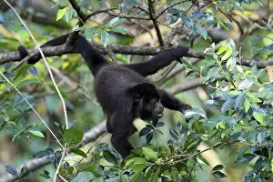Guanacaste Prints: Mantled Howler Monkey (Alouatta palliata) male feeding on flowers of the Padauk