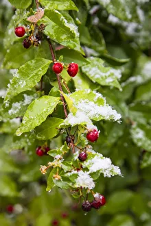 Images Dated 7th December 2017: Manzanita bush (Malpighia glabra) after snow