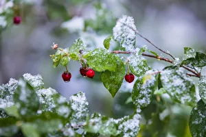 Prints of Manzanita bush (Malpighia glabra) after snow Images Dated 2017 December: Manzanita bush (Malpighia glabra) after snow