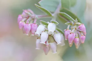 Manzanita Prints: Manzanita flowers, genus Arctostaphylos, Mount Diablo State Park