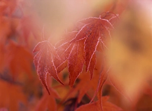Differential Focus Prints: Maple leaf in autumn, close-up