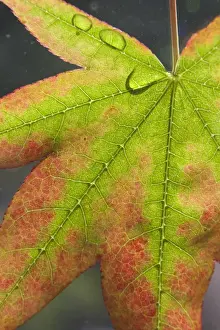 Royalty Free Prints: Maple leaf with dew on it. Credit as: Don Paulson / Jaynes Gallery / DanitaDelimont