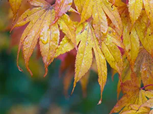 Images Dated 14th October 2021: Maple leaves