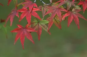 Images Dated 9th October 2007: Maple Leaves, Katsura, Kyoto, Japan
