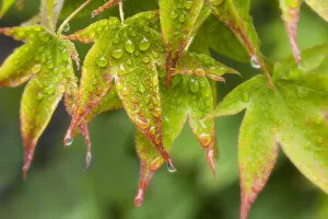 Images Dated 27th May 2007: Maple leaves in the rain. Credit as: Don Paulson / Jaynes Gallery / DanitaDelimont