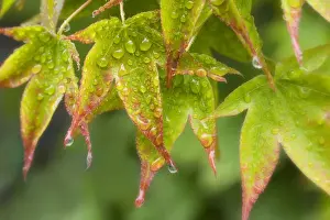 Maple leaves in the rain. Credit as: Don Paulson / Jaynes Gallery / DanitaDelimont