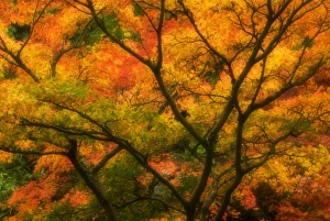 Maple Tree Prints: Maple Tree in Autumn