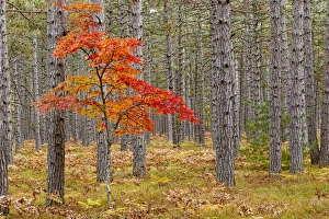 Michigan Prints: Maple Tree with autumn colors in pine forest, Upper Peninsula of Michigan