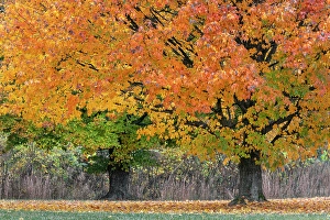 Images Dated 19th January 2024: Maple tree in the fall, Oldham County, Kentucky