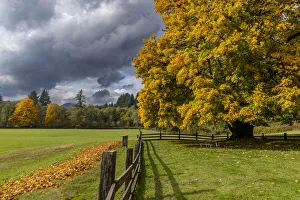 Images Dated 27th October 2021: Maple tree and fence at Jewell Meadows Wildlife Area near Jewell, Oregon, USA