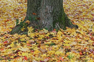 Images Dated 19th January 2024: Maple tree leaves on the ground in the fall, Oldham County, Kentucky