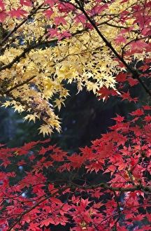 Maple trees in autumn color, Portland Japanese Garden, Oregon