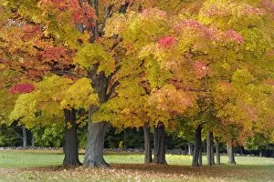 Maple trees in autumn colors, near Concord, Massachusetts