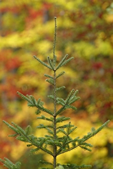 Maple trees in fall color, Hiawatha National Forest, Upper Peninsula of Michigan