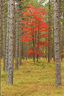 Maple trees in fall colors, Hiawatha National Forest, Upper Peninsula of Michigan Maple trees in fall colors, Hiawatha National Forest, Upper Peninsula of Michigan